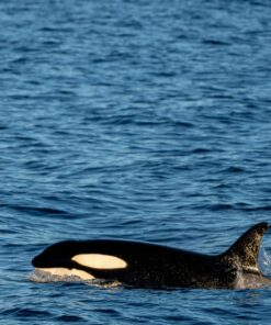 Roundup Weed Killer 5L - Powerful Glyphosate Herbicide