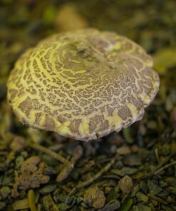 Quadris Fungicide Azoxystrobin