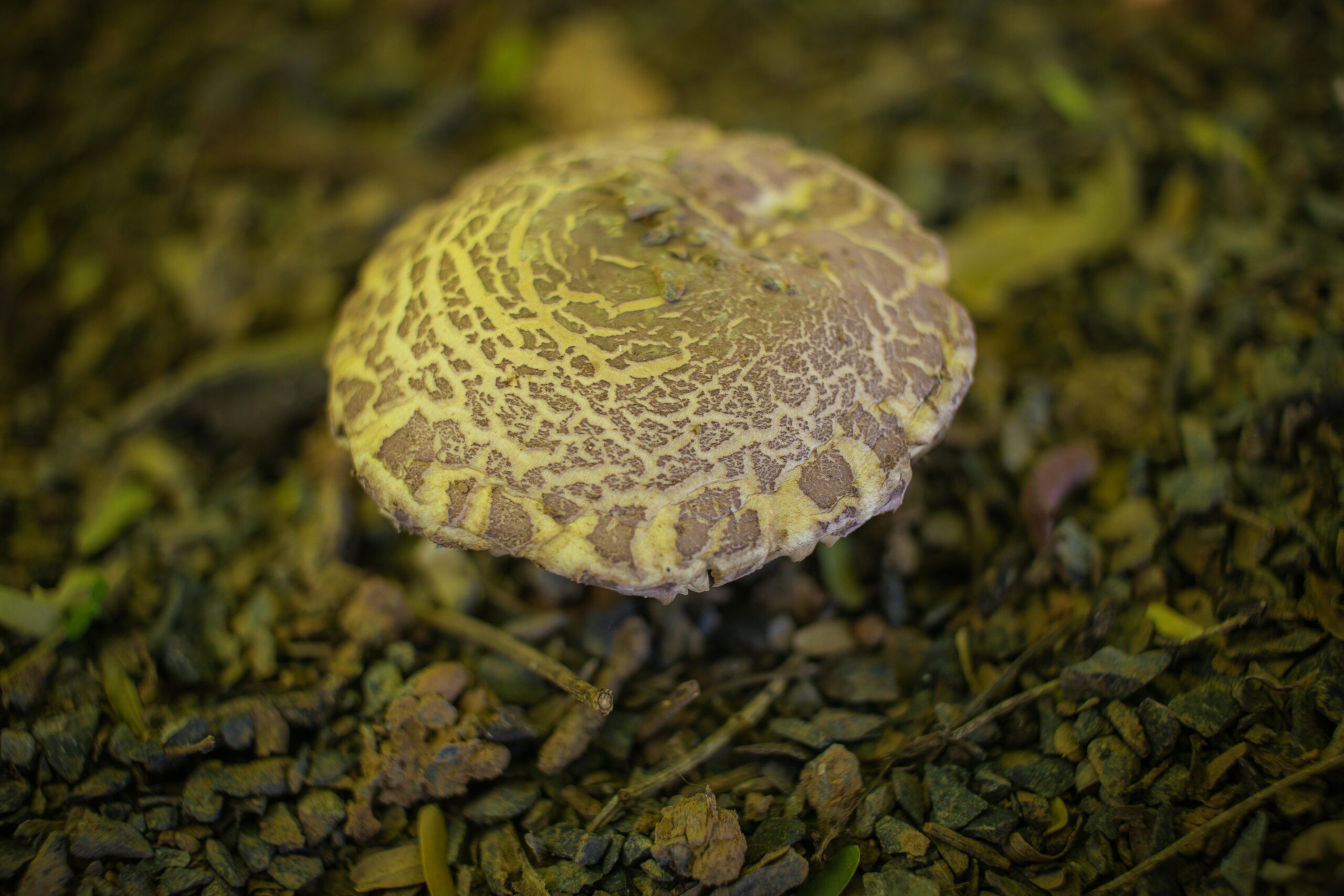 Quadris Fungicide Azoxystrobin